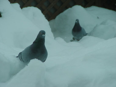 2016-01-22hato3.JPG