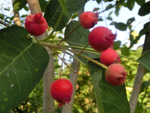 ジューンベリー