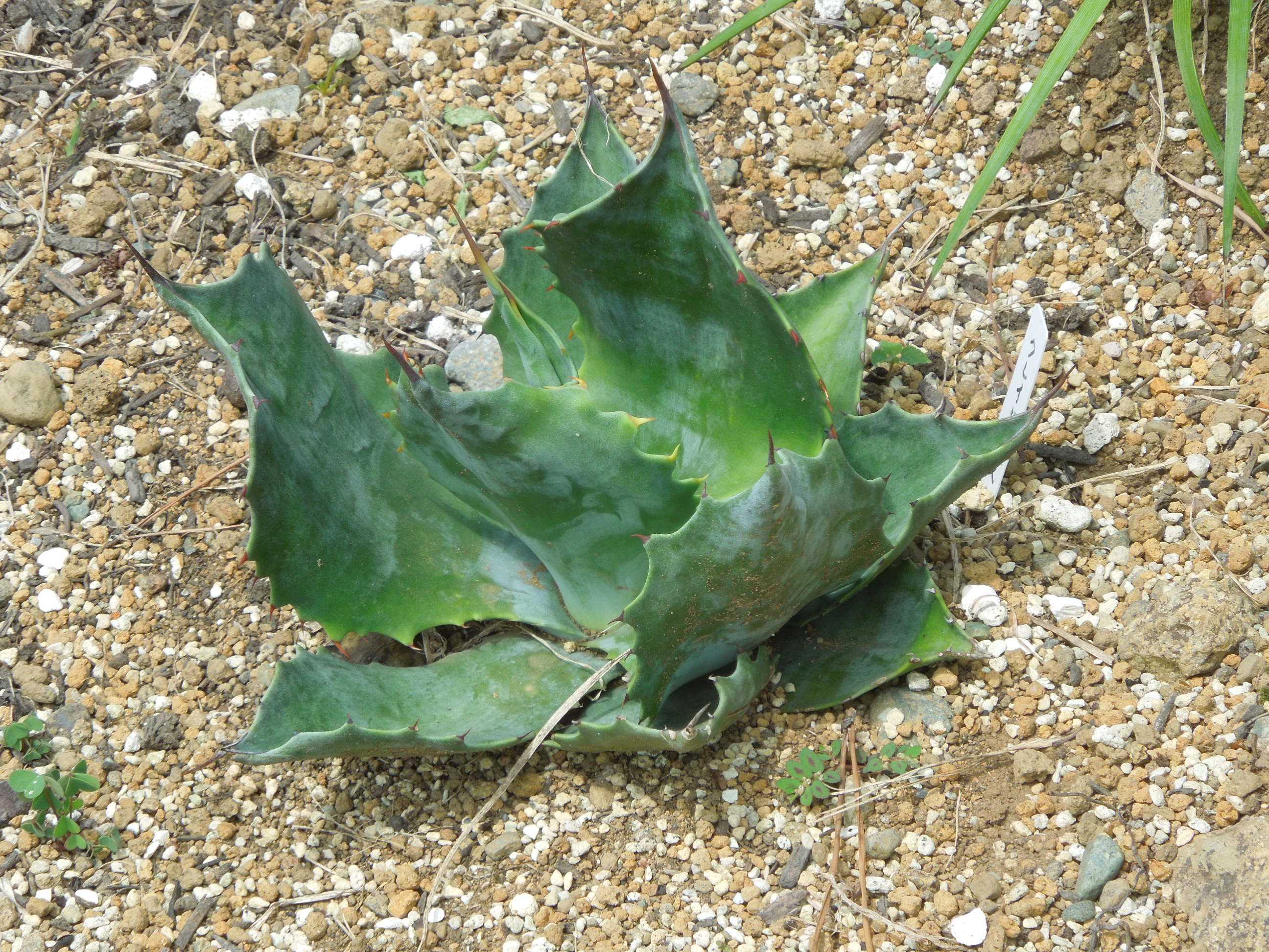 アガベ サルミアナ クレイジーホース No.3 アガベ サルミアナ クレイジーホース No.3 Amazon.co.jp: Agave