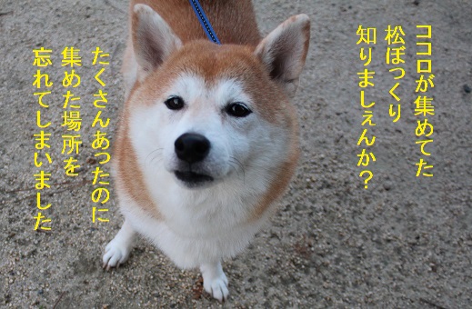 ココロの松ぼっくり