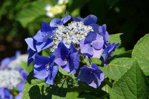 昭和記念公園の紫陽花