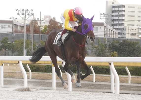 競馬　オマタセシマシタ オマタセシマシタ (Omataseshimashita) | 競走馬データ - netkeiba