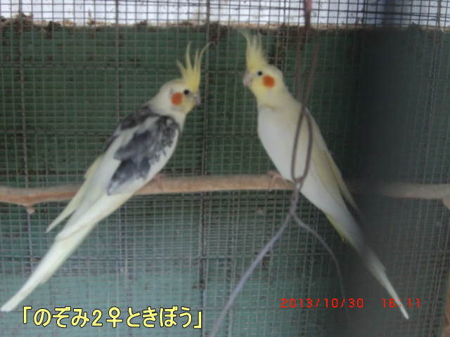 「のぞみ2♀ときぼう♂」