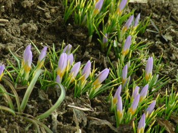 2017-04-02thubomi (1).JPG