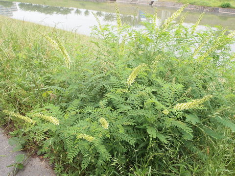 6月2日　不明の花全体