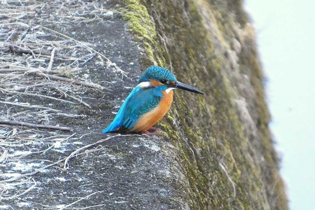 515