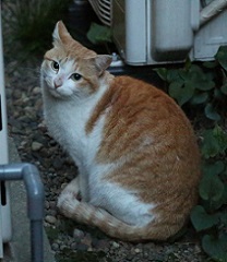 5DA_4741-11.jpg
