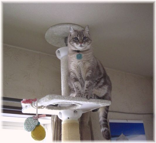 タワーの上から茶々丸