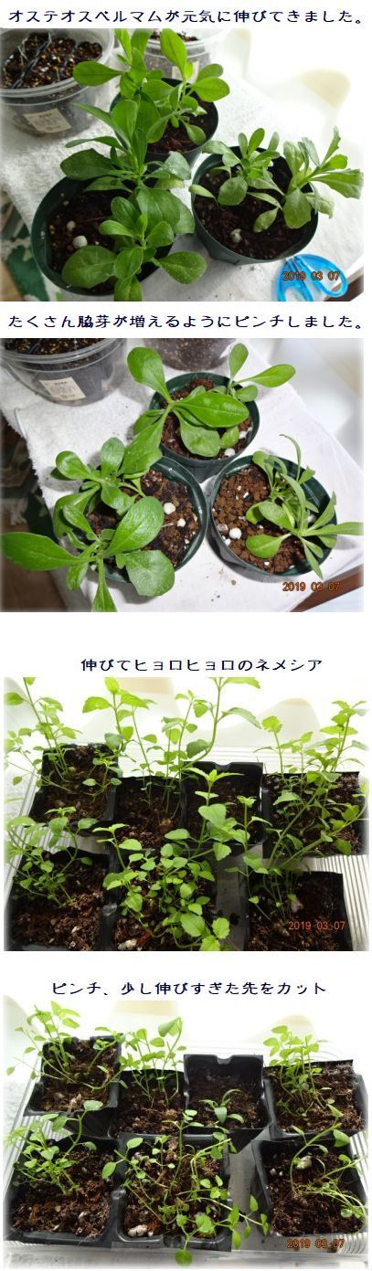 セダムの冬越し クリスマスローズのお花はホワイト 実生苗のピンチ 小さな花宇宙 そして それから 老いふたりの小宇宙 楽天ブログ