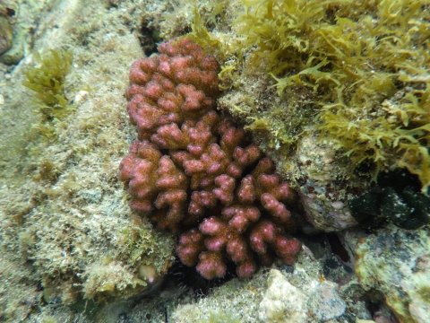 串本磯採集2016年7月下旬5　ピンクのハナヤサイサンゴ（Pocillopora damicornis）