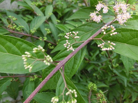 ムラサキシキブの花