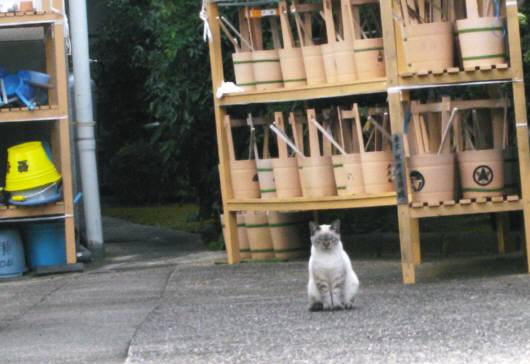 11月7日２ねこ.JPG