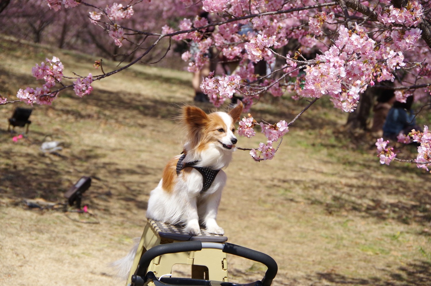 2025年3月2日 中井町「ゆめの里」河津桜満開でした。 | みんな