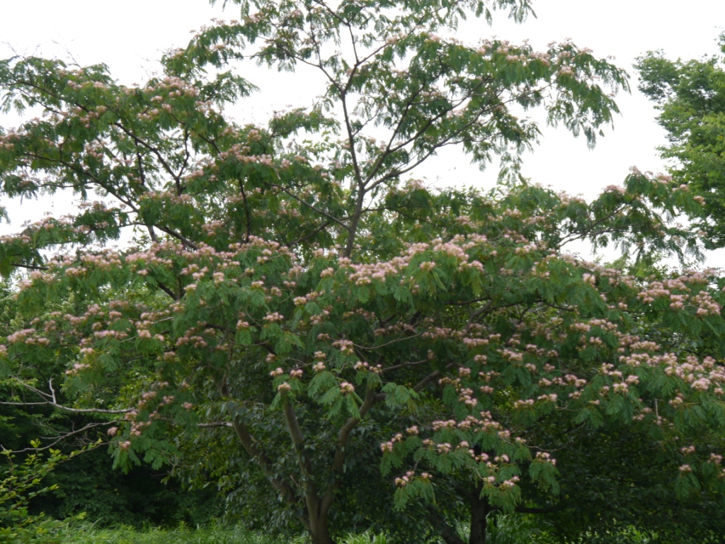 P1080135.JPG