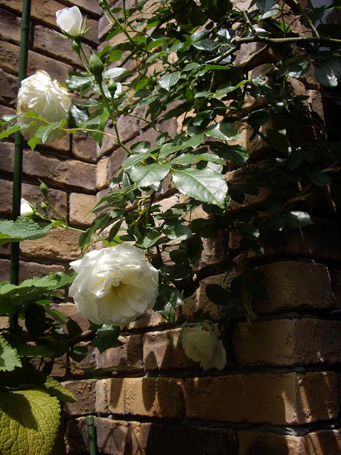 IMGP4050.jpg