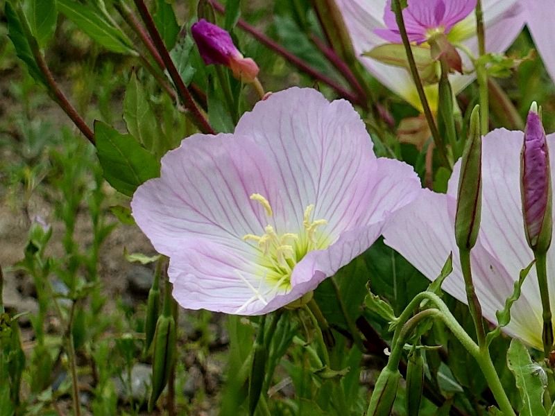 5月3日 今日の一花 その３ ヒルザキツキミソウ 昼咲き月見草 Gazengamaのブログ 散歩中に出合った花と趣味の陶芸作品 楽天ブログ