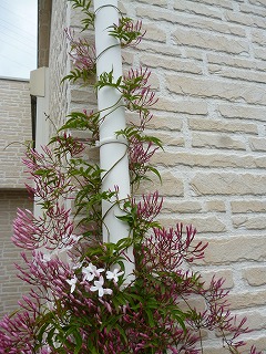 P1180237ss.jpg