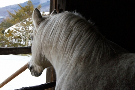 遠野ふるさと村・白雪ちゃん