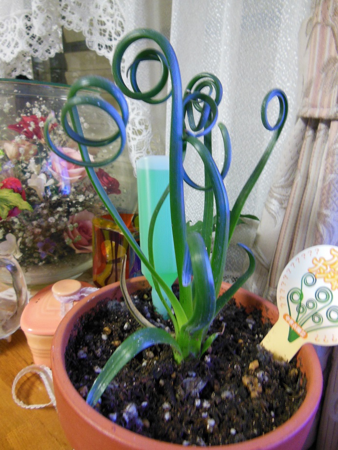 DSCN1294.JPG