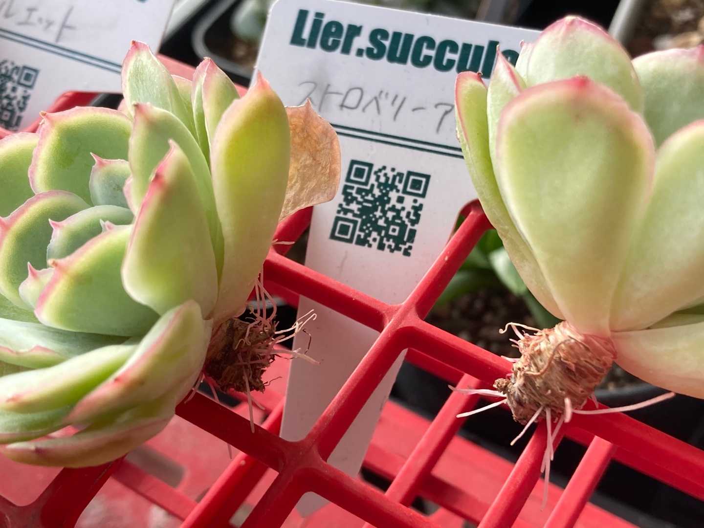 確認用 ブルーアイス リエール苗 Lier