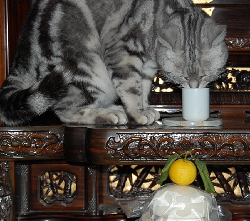 DSC_0008.JPG