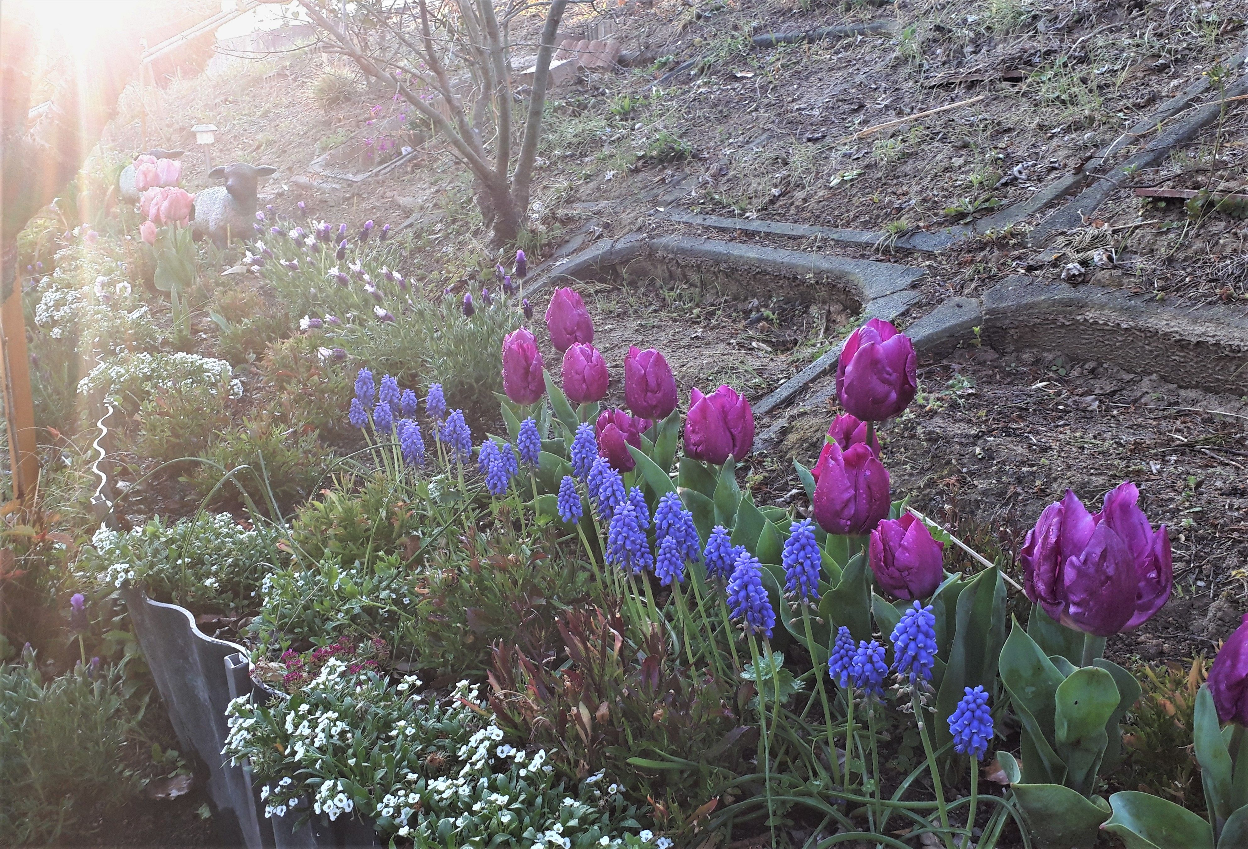 ミミ脱走 種採り チューリップ ようこそブルーガーデンへ 楽天ブログ