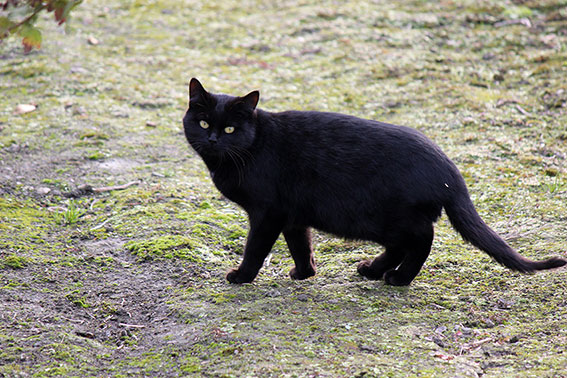 我が家のニャンコ♪2014/12/19-3