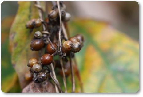 自宅の庭-7 ヘクソカズラ 13.12.9