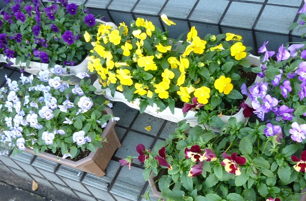 P1070319-001.JPG