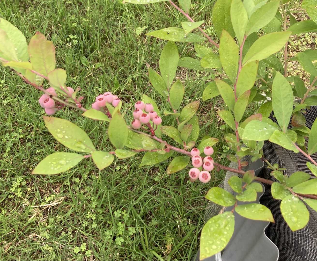 ラビットアイの実の大きさ ラビットアイ系 ブルーベリー栽培記録 楽天ブログ