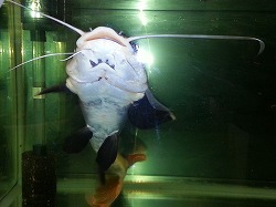 なまずのむーさん