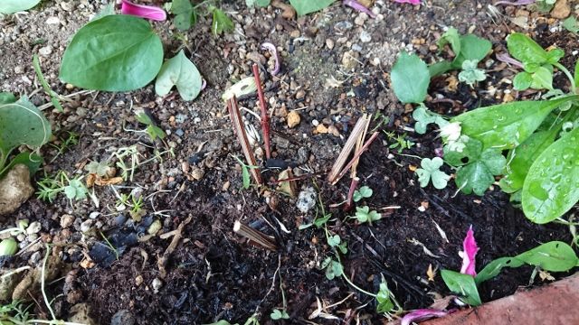 ジュリアの2番花 ガクアジサイの葉がボロボロに 華あそび 癒し隊との日々 楽天ブログ