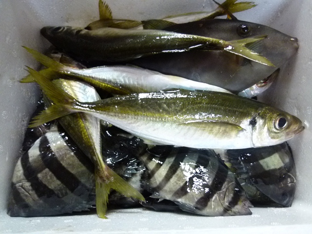 釣果