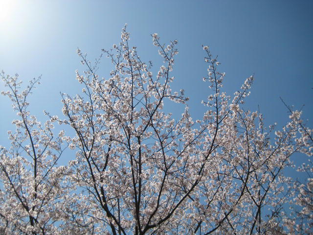 IMG_7971.JPG