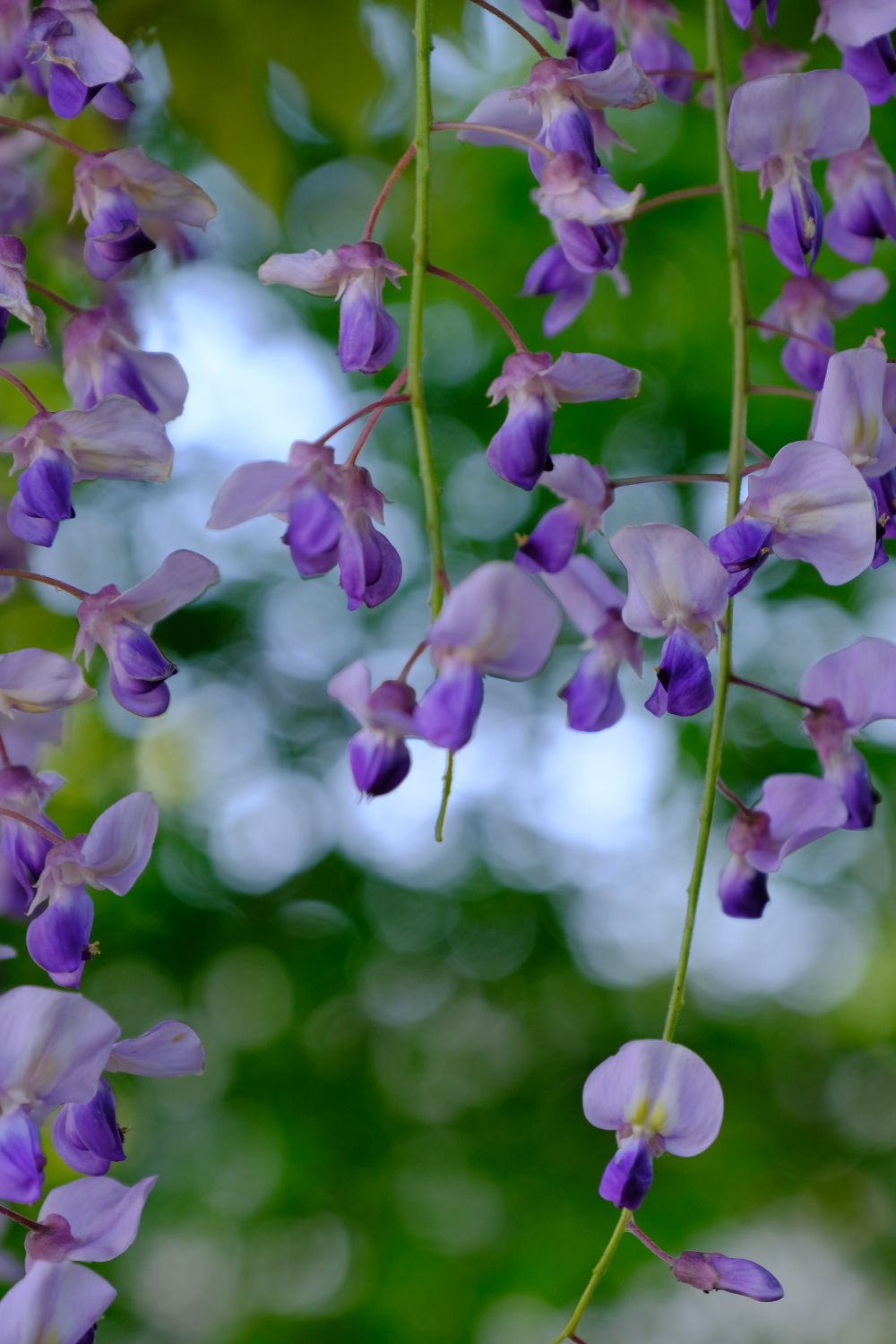 紫におう藤の花 南風のメッセージ 楽天ブログ