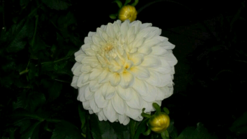 20131002ダリア28-2