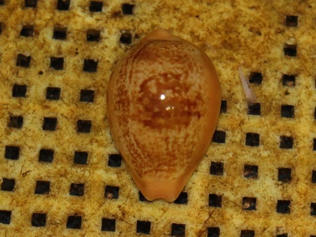 ニッポンダカラ | ワールドシェルズ日記 - 楽天ブログ