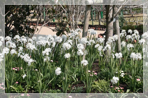 花の美術館　白水仙 ペーパーホワイト-1.jpg