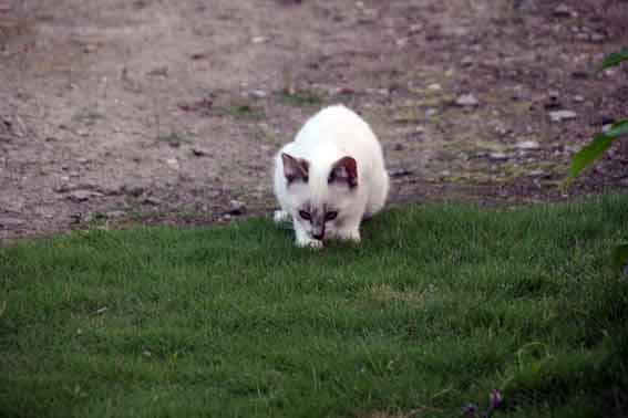 我が家のニャンコ♪2013/7/12-2
