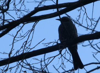20130205184323.jpg