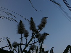 conv0719.JPG