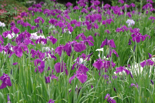 浜離宮恩賜庭園の花菖蒲