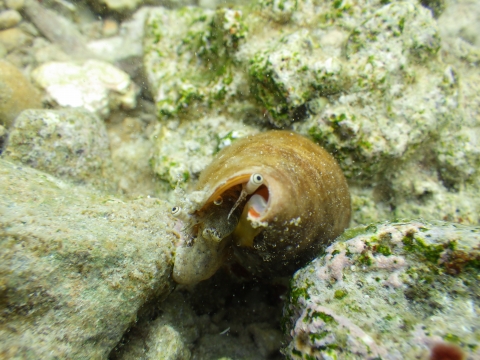 沖縄磯採集2017年9月下旬29　マガキガイ（Strombus luhuanus）