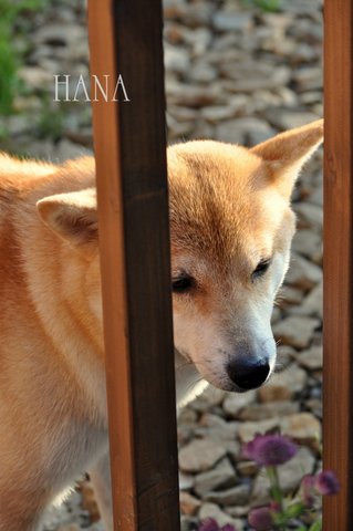 hana