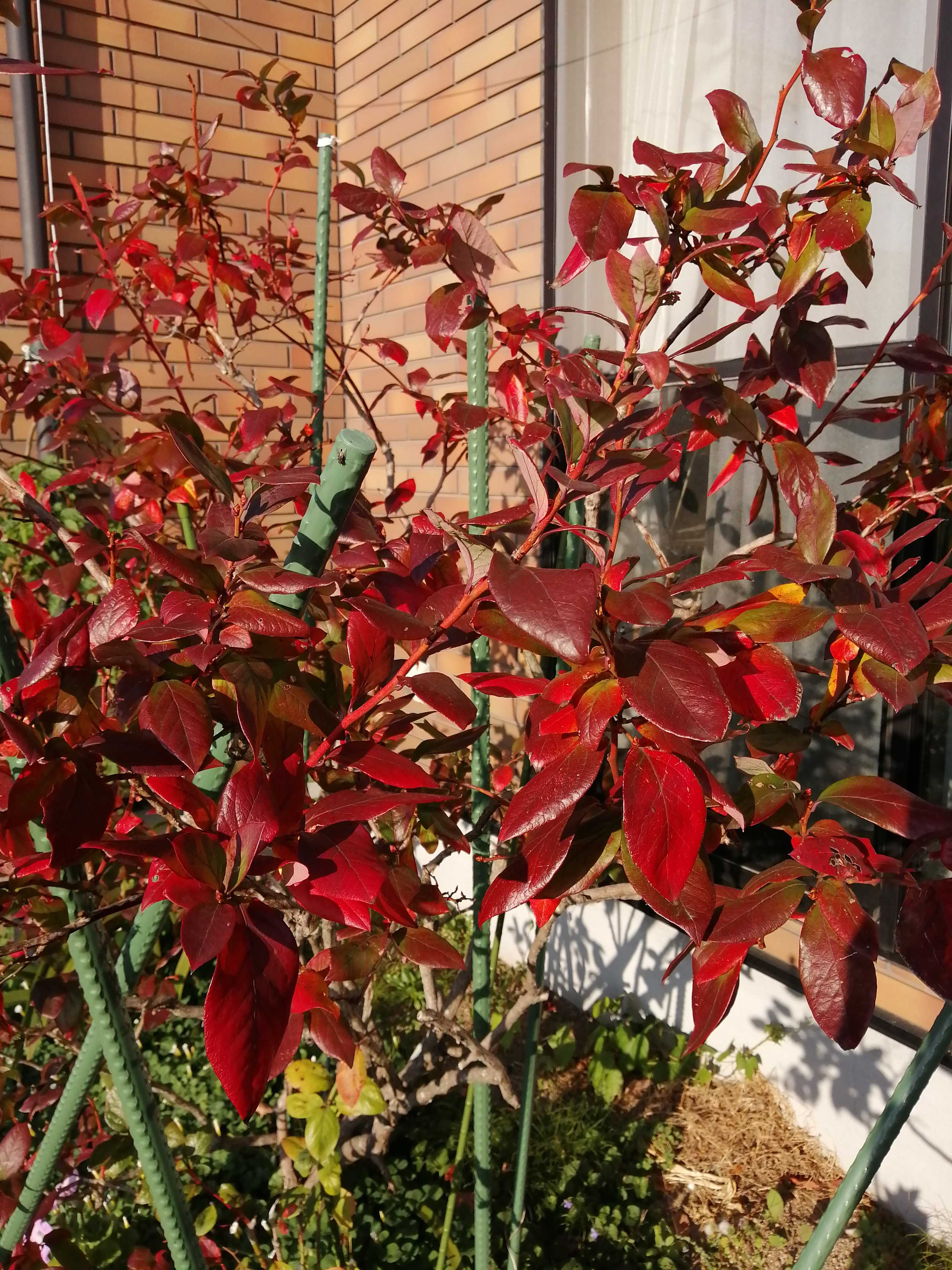 ブルーベリーの紅葉 ルナママの気まま日記 楽天ブログ
