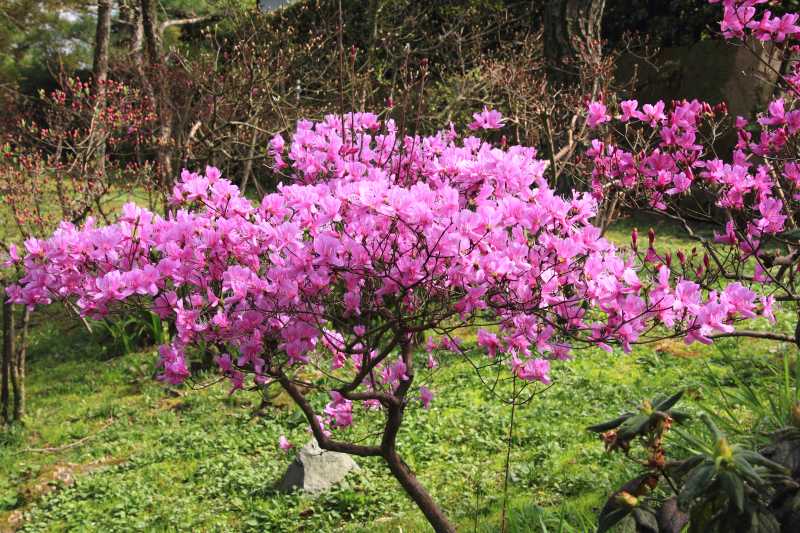 万博記念公園_008三つ葉躑躅.jpg