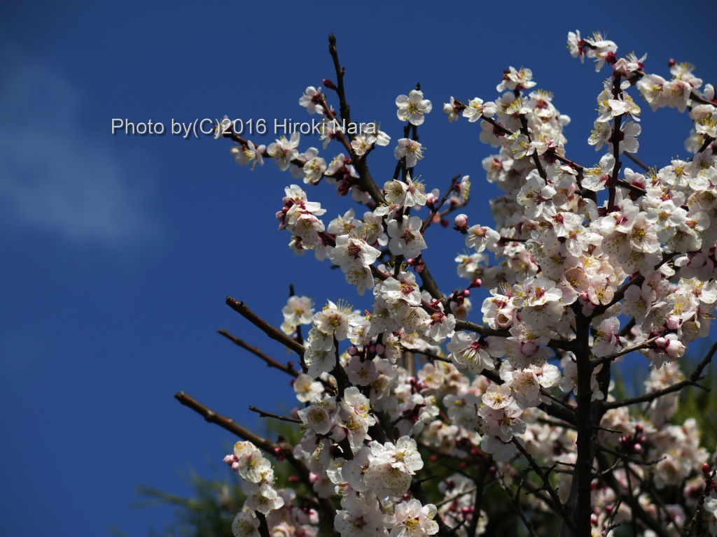 光景　sight0503 梅　ウメ　Japanese　apricot 春　spring