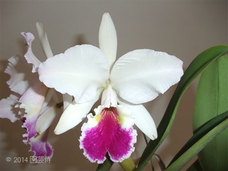 C. labiata semi alba 'Gloriosa' 20140927