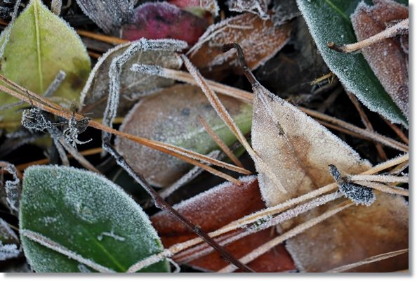 大野湊緑地公園-7 15.1.21