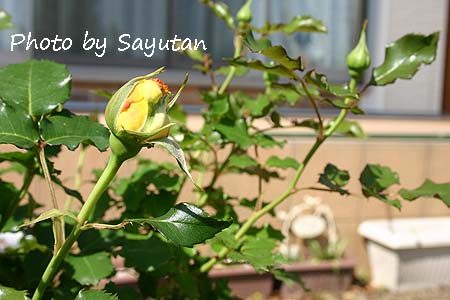 ゴールドバニー